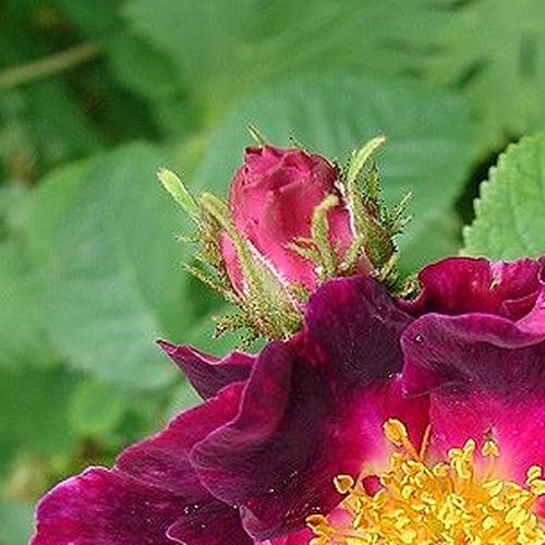 Rosa  Violacea - fioletowy  - Róże pienne - z kwiatami bukietowymi - korona krzaczasta